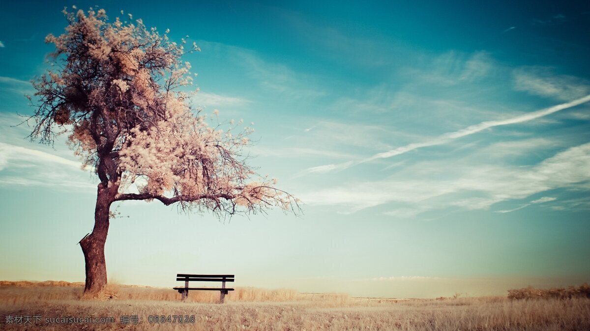 樱花树 结婚 背景 背景天空 草地 长椅 温馨 樱花 长凳 背景图片