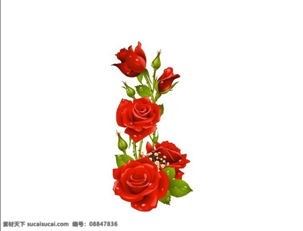 精美玫瑰花 玫瑰花 水珠 红玫瑰 月季花 矢量图 花草 生物世界 矢量