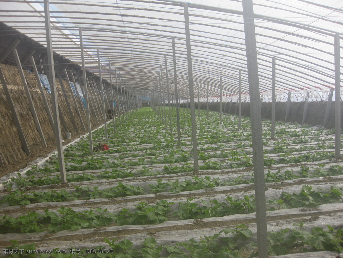 大棚 蔬菜 田园风光 幼苗 自然景观 大棚蔬菜 大棚幼苗 黄瓜幼苗 风景 生活 旅游餐饮