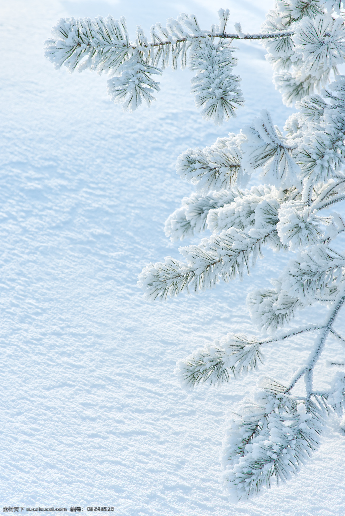 松树雪地 雪花 雪地 冬季 冬天雪花 自然风景 自然景观