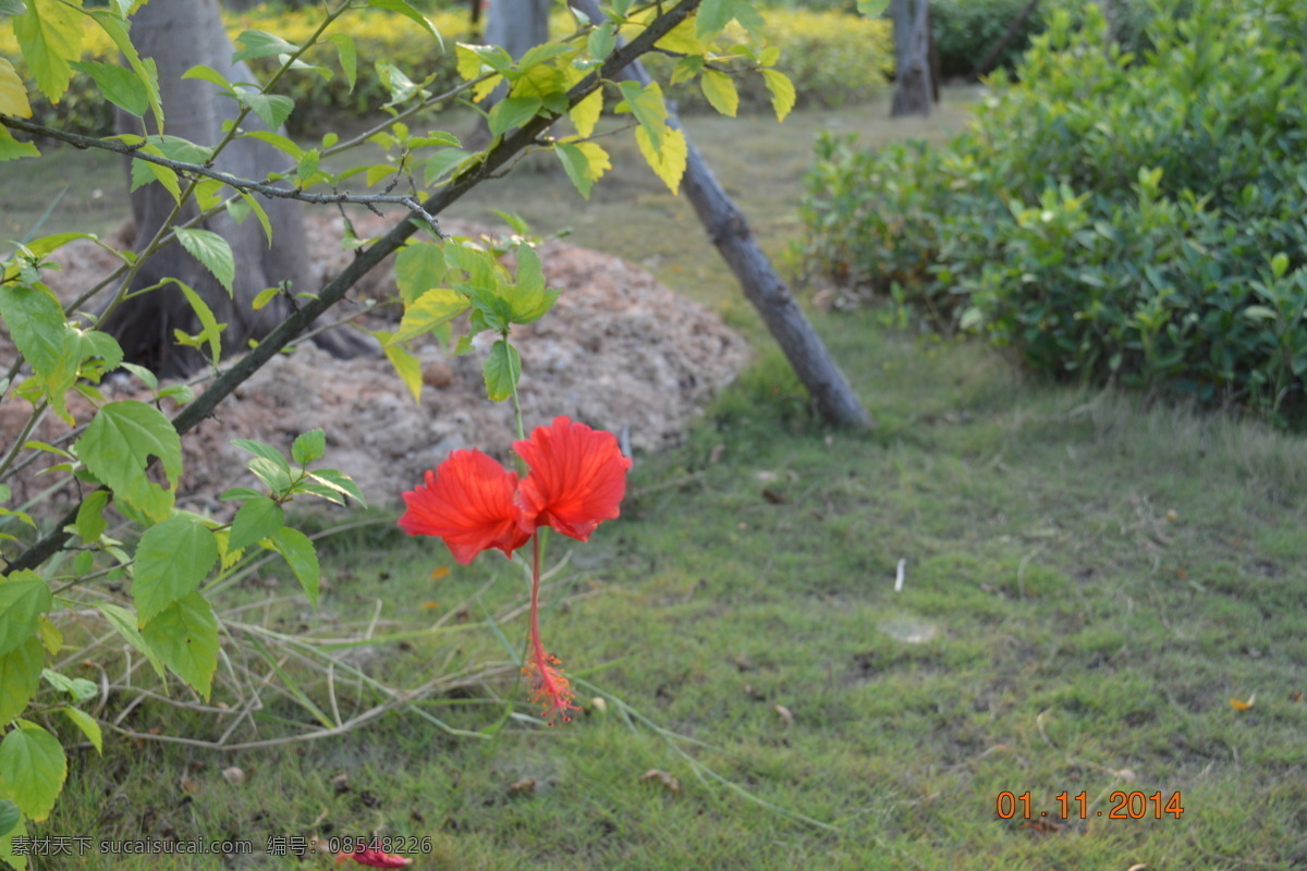 花 草 风景 湿地公园 秋天 旅游摄影 自然风景 灰色