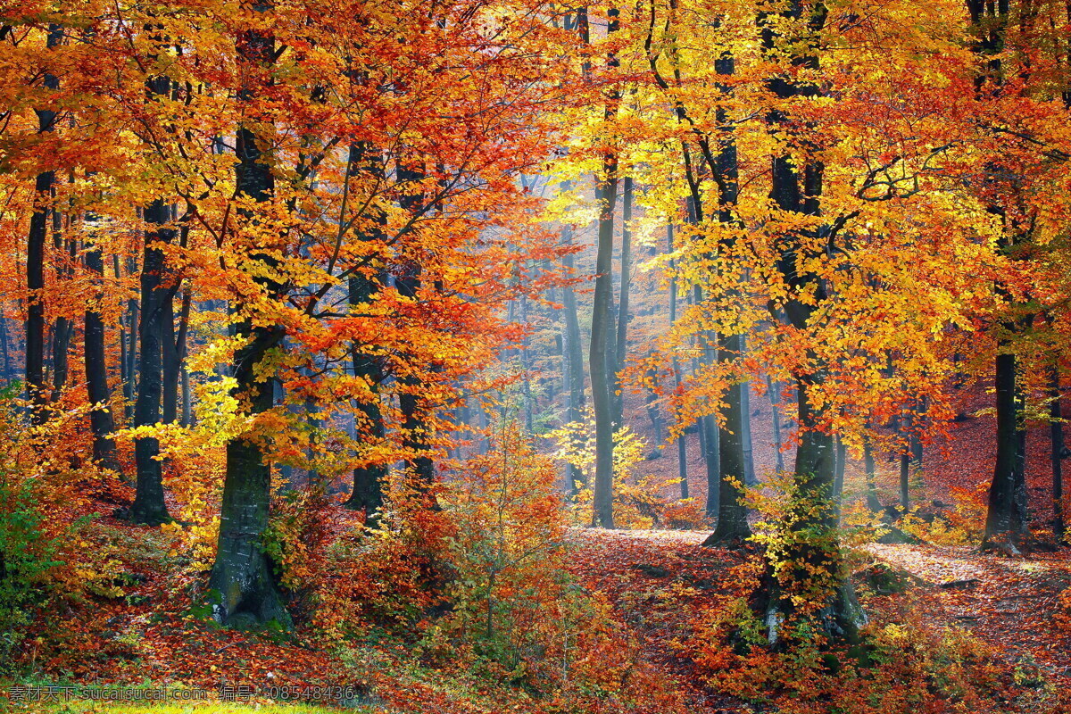 秋天 树林 风景 高清 风景图片 秋天风景 树林风景 森林