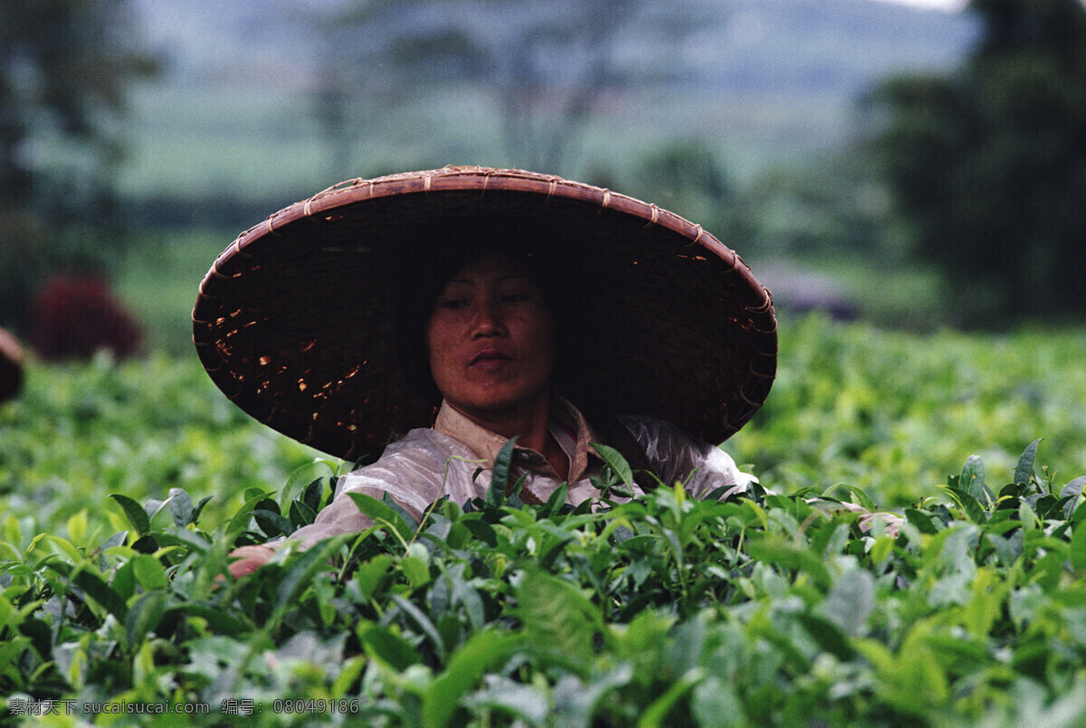 300 风光 风景 耕作 广告 国外 国外旅游 环保 环境 茶叶采摘 瑞士 农场 旅游 平面 农民 种植 农业 现代化 旅游摄影 农家 系列 二 现代农业 摄影图库 矢量图 日常生活