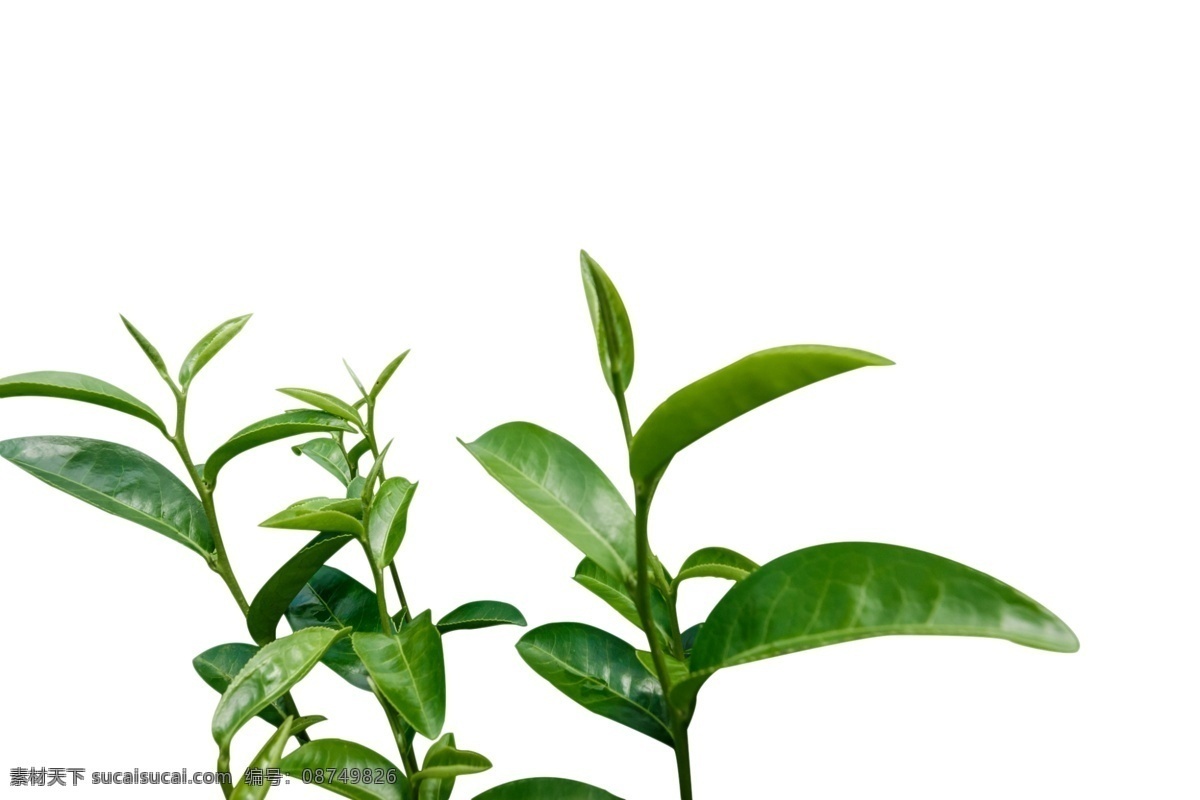 树叶 绿叶 青翠绿叶素材 春季 树木 卡通树叶 植物 点缀素材 底纹边框 彩色树叶 矢量树叶 秋叶 金色树叶 红色树叶 树木树叶 各种树叶 叶子 绿色叶子 枫叶 枫叶素材 树枝 花纹花边 一串树叶 绿色树叶 花卉植物 花草 手绘 时尚 梦幻 梦幻树叶 各种叶子 绿色树叶素材 分层