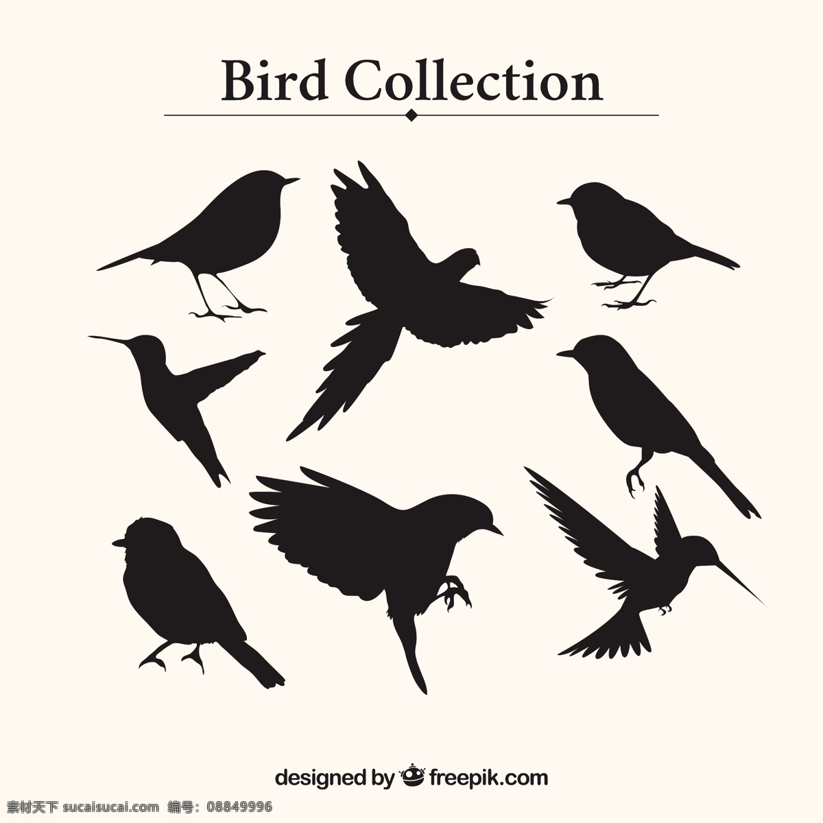鸟的轮廓收藏 鸟 自然 动物 翅膀 羽毛 丛林 野生动物园 剪影 野生动物 收集羽毛 概述 白色