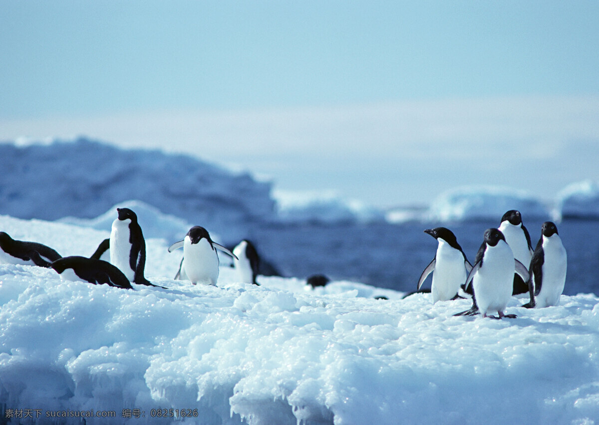 南极 雪地 上 企鹅 动物世界 生物世界 南极生物 水中生物