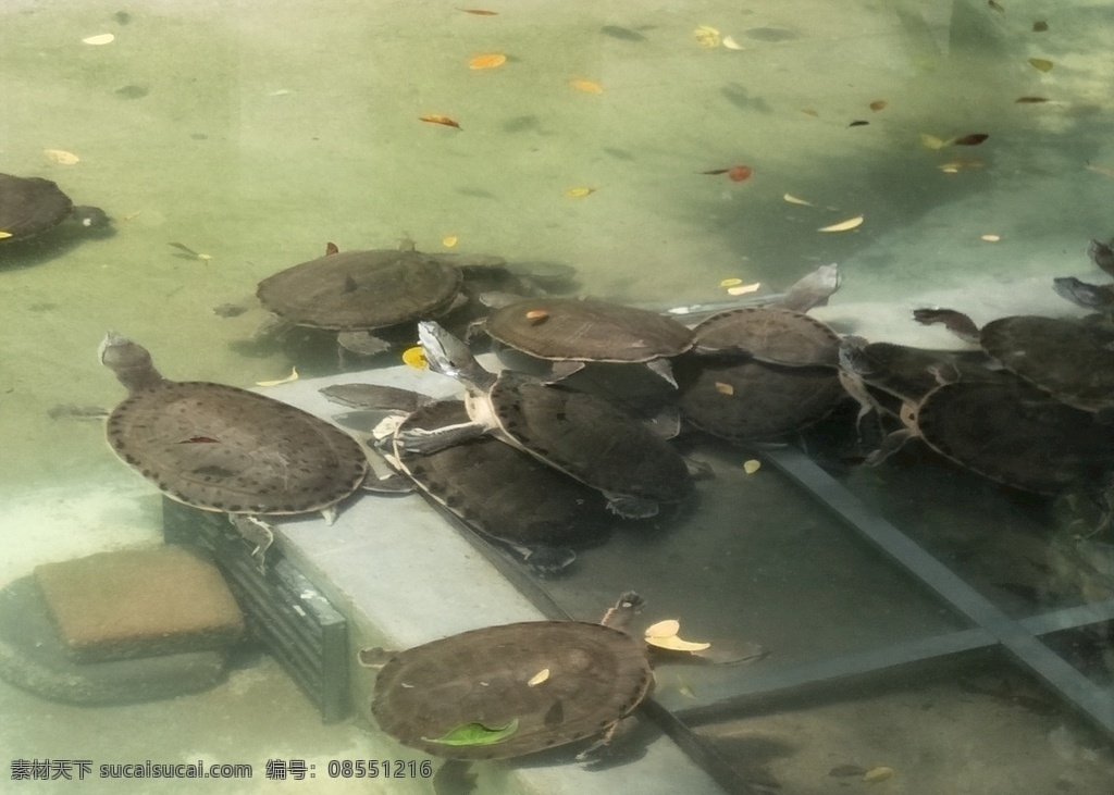 野生动物 动物园 乌龟群 池塘边 龟 背 动物 宠物 甲壳 特写 小龟 硬壳 放生 观赏龟 长寿龟 万年龟 王八 水龟 海龟 生物世界