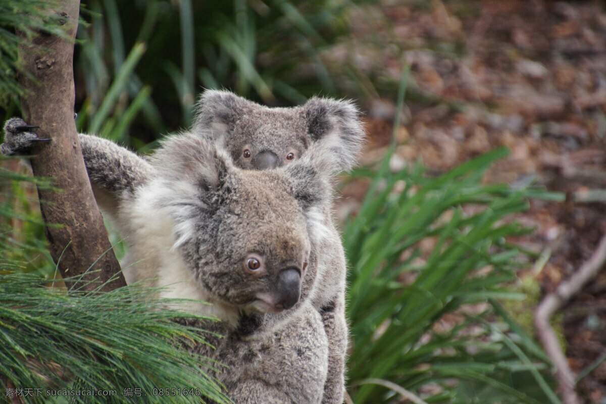 树袋熊 考拉 国宝 树栖动物 澳大利亚 野生动物 动物 保护动物 飞鸟 昆虫 禽类 生物世界