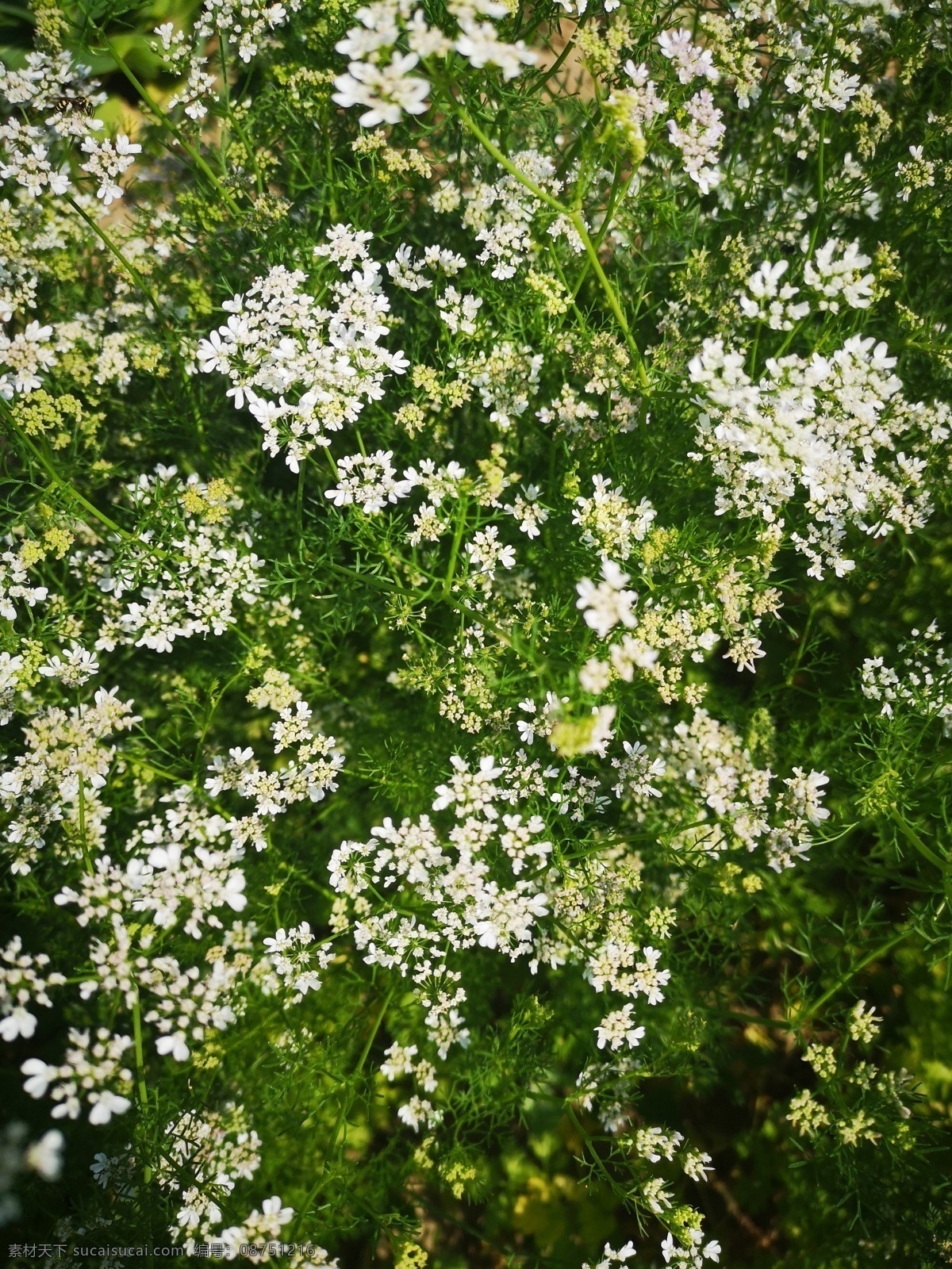 蔬菜 菜花 健康 香料 绿色 芫荽 有机 植物 种子 农作物 香菜花 香菜开花 香菜种植 种香菜 花草树木 旅游摄影 国内旅游