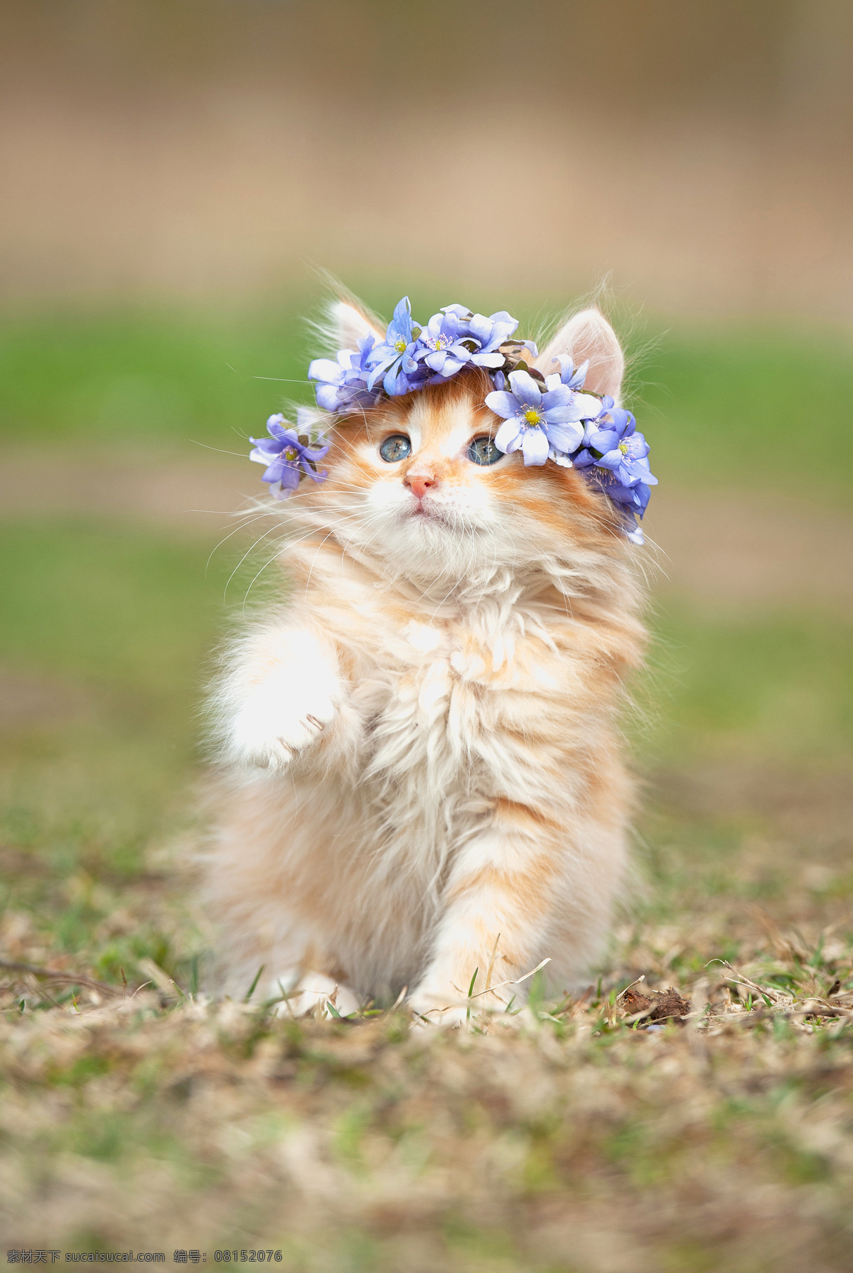 紫色 花环 小猫 猫咪 宠物 猫科动物 野生动物 动物世界 陆地动物 动物摄影 生物世界 白色