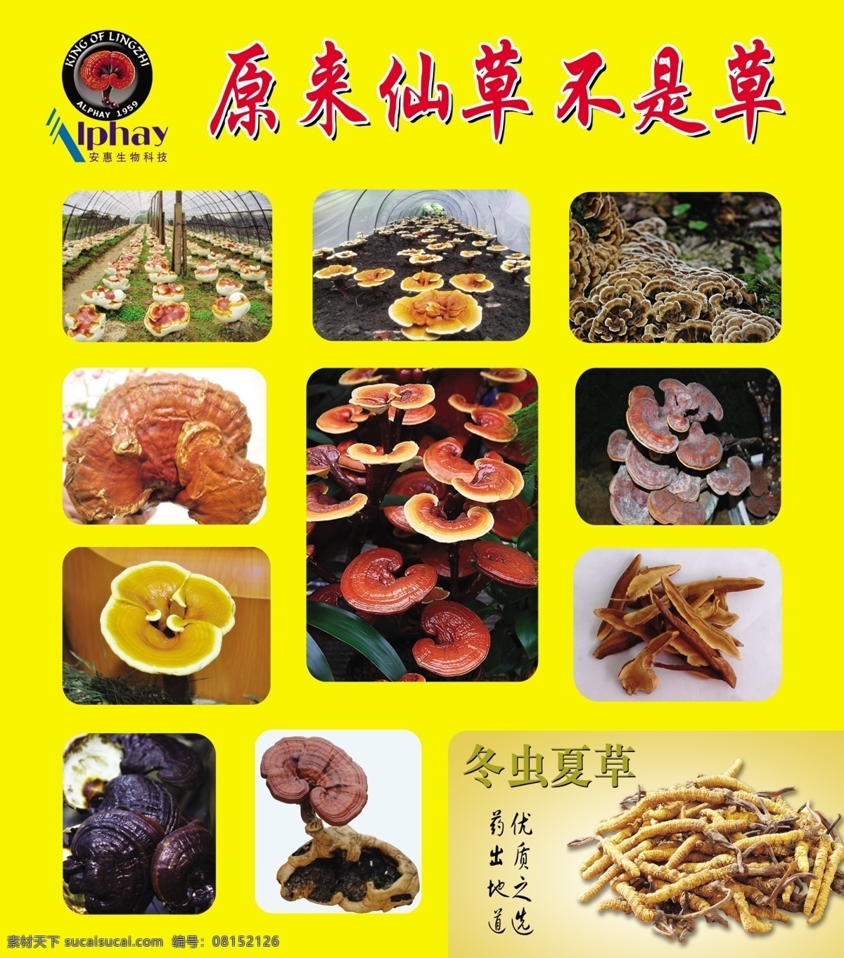 安惠生物科技 生物科技 灵芝 仙草 冬虫夏草 广告设计模板 源文件