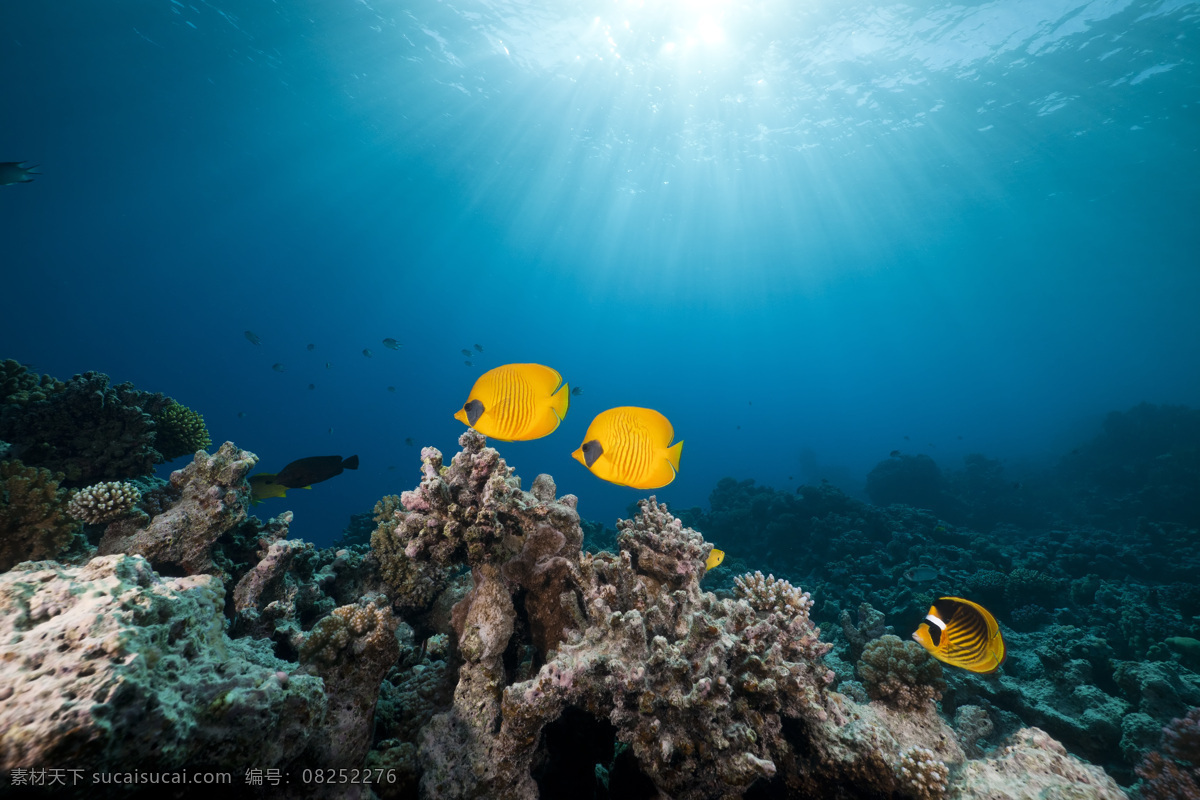 三个 黄色 鱼 美丽 珊瑚 鱼群 海洋海边 自然风光 海底世界 海洋生物 大海图片 风景图片