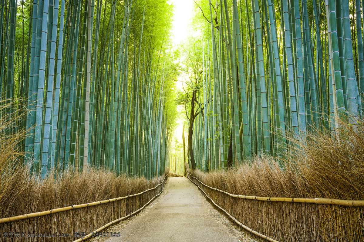 小路 两旁 竹林 竹子 竹子素材 竹子摄影 青竹 竹林背景 竹林摄影 小路风景 花草树木 生物世界