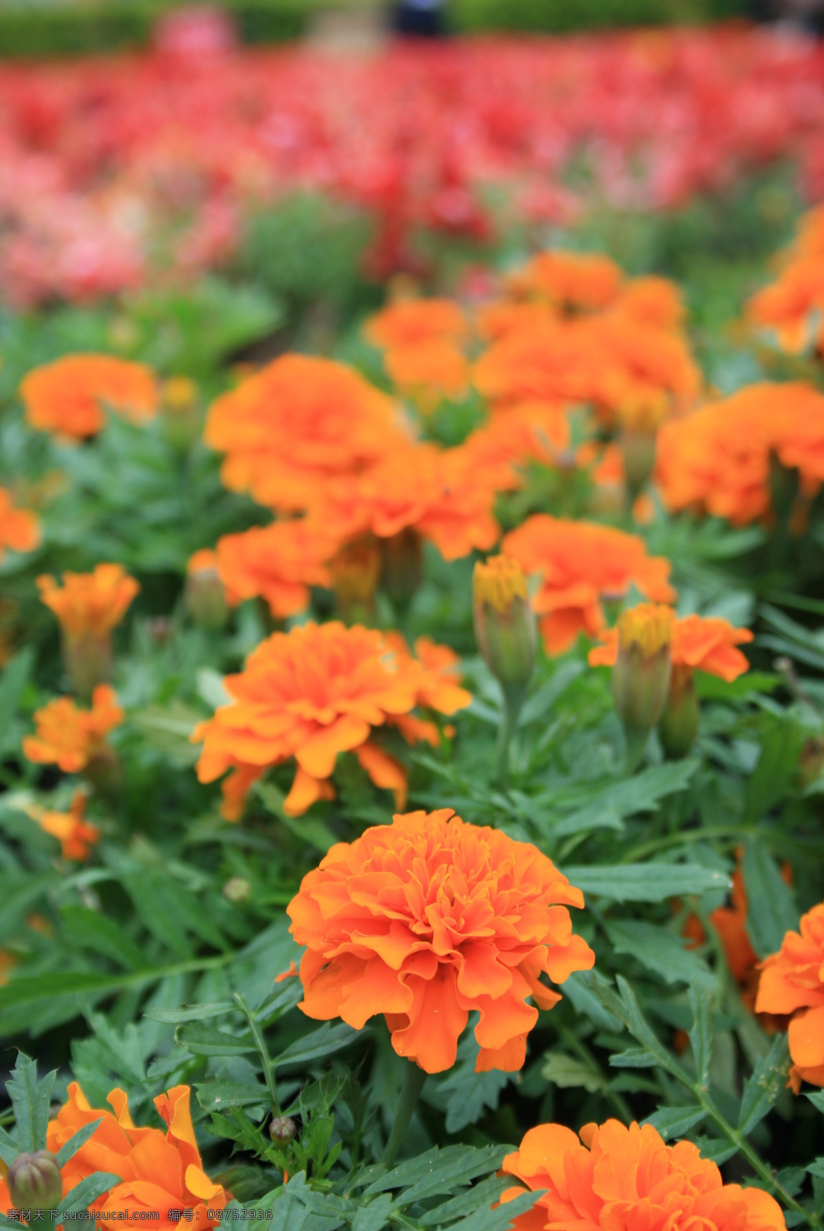 孔雀草 橙色花 花朵 花卉 花儿 花草 生物世界