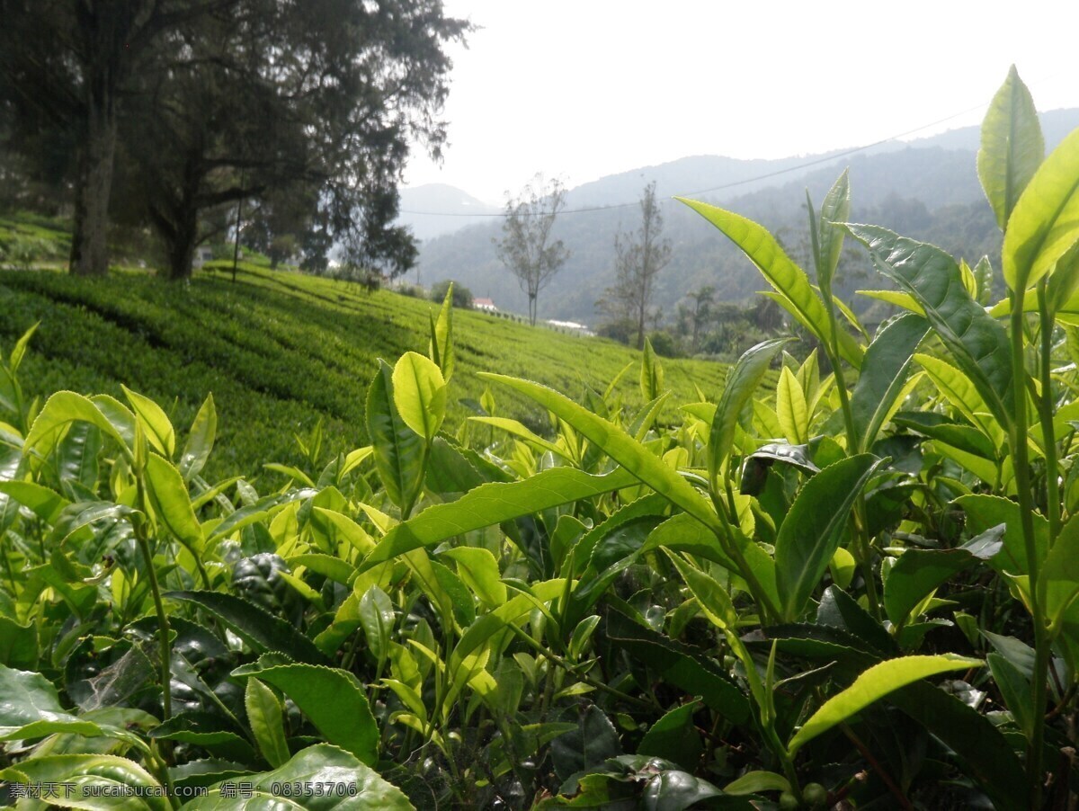 茶叶 茶树 茶 树 植物 绿地 摄影图 自然景观 田园风光