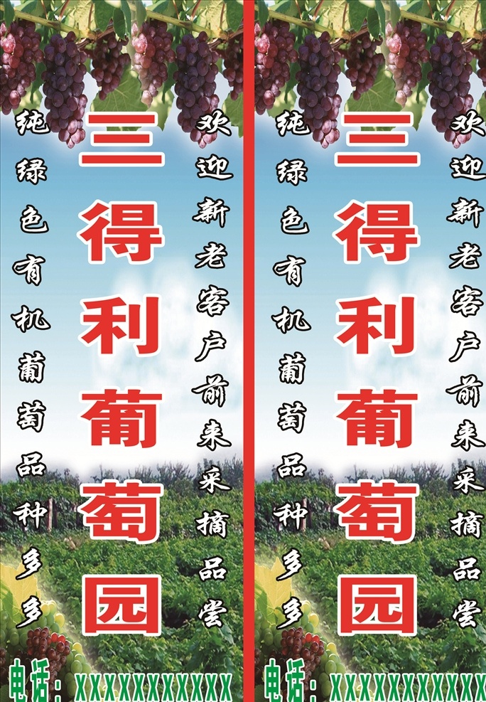 葡萄园 灯箱 双面 葡萄 葡萄背景 背景 分层 背景素材
