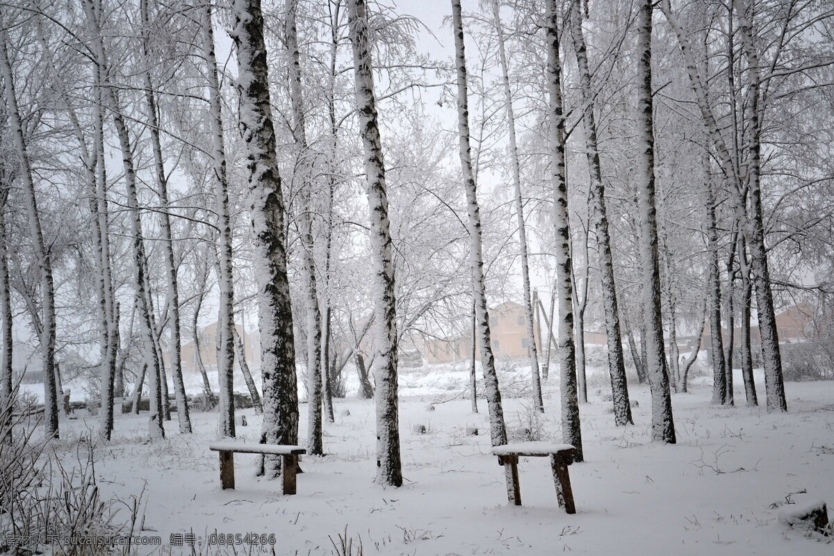 冬季 白桦 树林 风景图片 白桦林 白桦树 树木 桦树