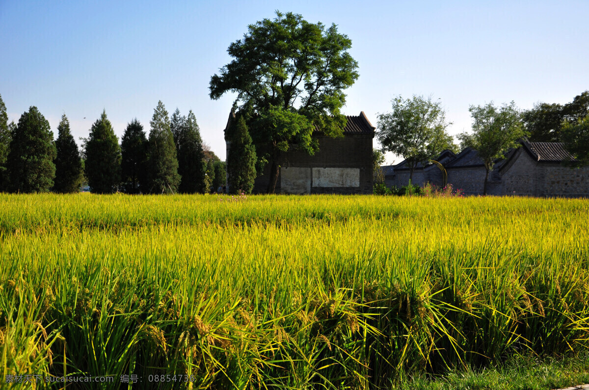 稻田 农田 收货的季节 前景植物 自然 自然景观 田园风光