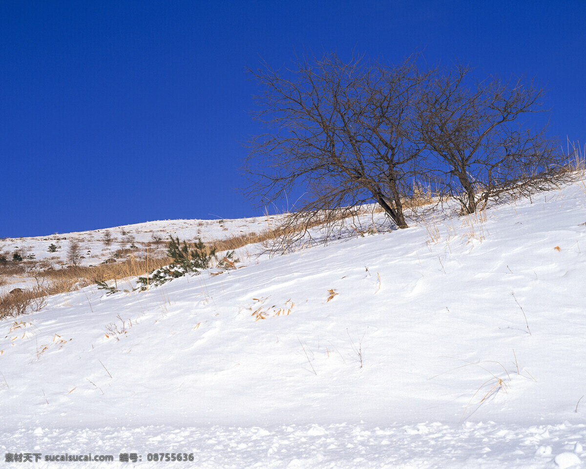 雪地 景色 白雪皑皑 雪景 雪松 白雪风光 森林大雪 风景 生活 旅游餐饮