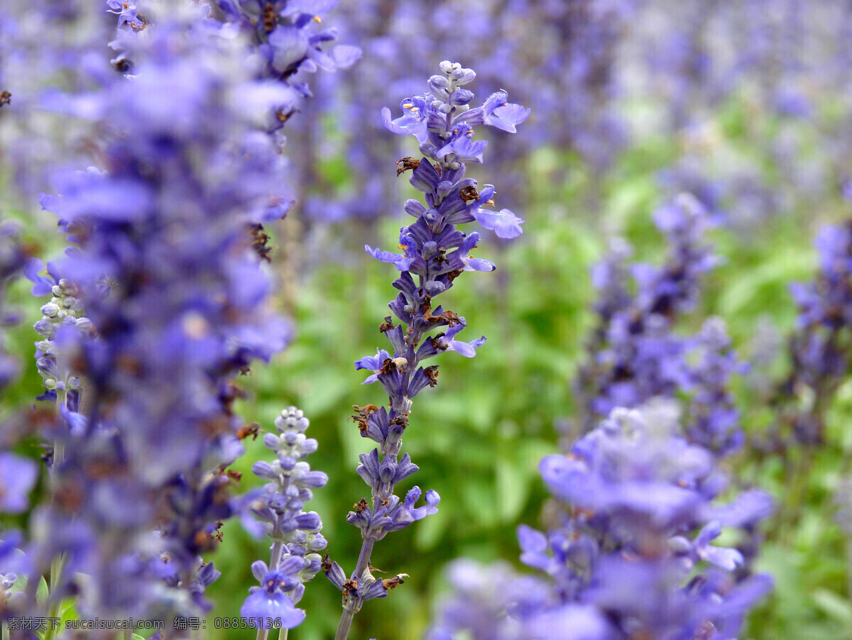 唯美 紫色 薰衣草 鲜花 花卉 花朵 花草