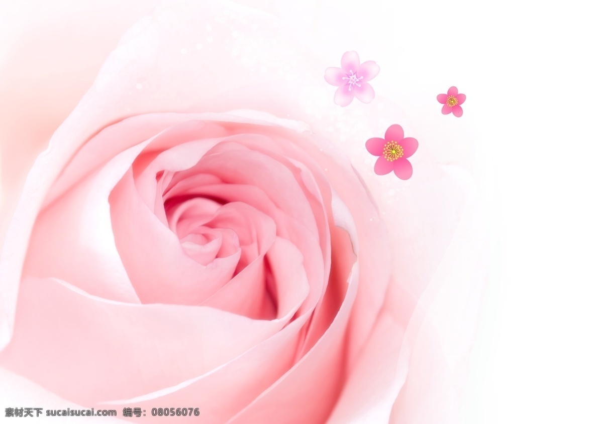 粉玫瑰 花 浪漫粉色 分层 源文件