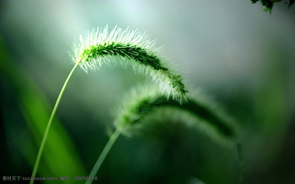 高清 绿色植物 壁纸 春天素材 高清壁纸 毛毛草 家居装饰素材 壁纸墙画壁纸