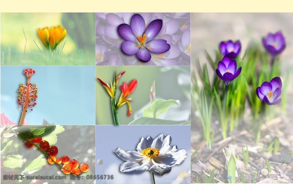 花朵 花 分层 单独图层 抠图