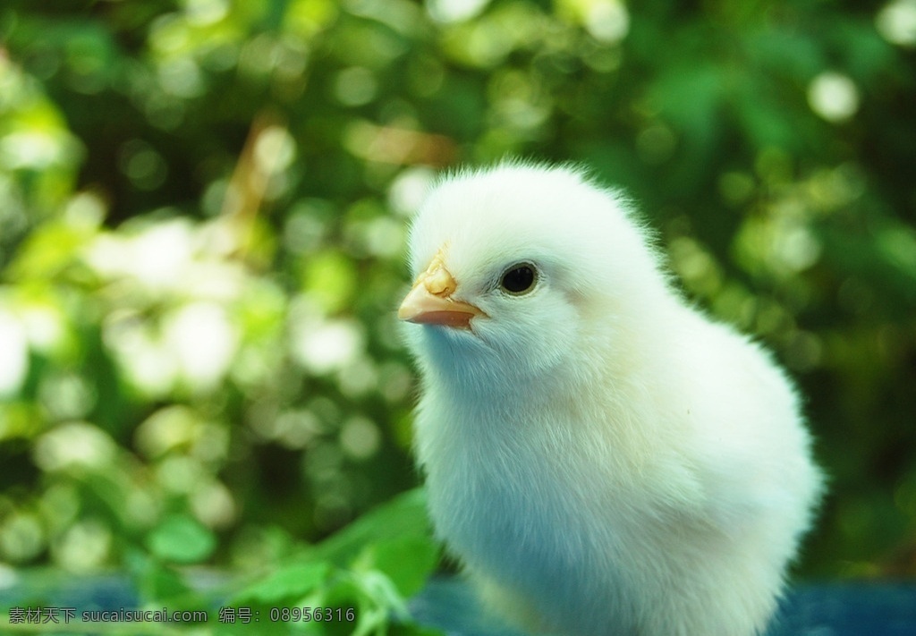 鸡 鸡群 小鸡 小鸡进食图 小鸡素材 小鸡群 草 眼睛 鸡嘴巴 鸡眼 小鸡特写 生物世界 家禽家畜