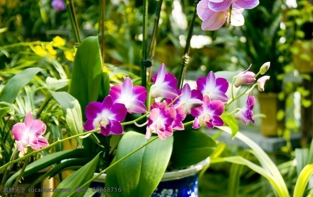 蝴蝶兰 广州 兰 圃 兰圃 黄色 兰花 园艺 白色 紫色 花领域 花草 生物世界