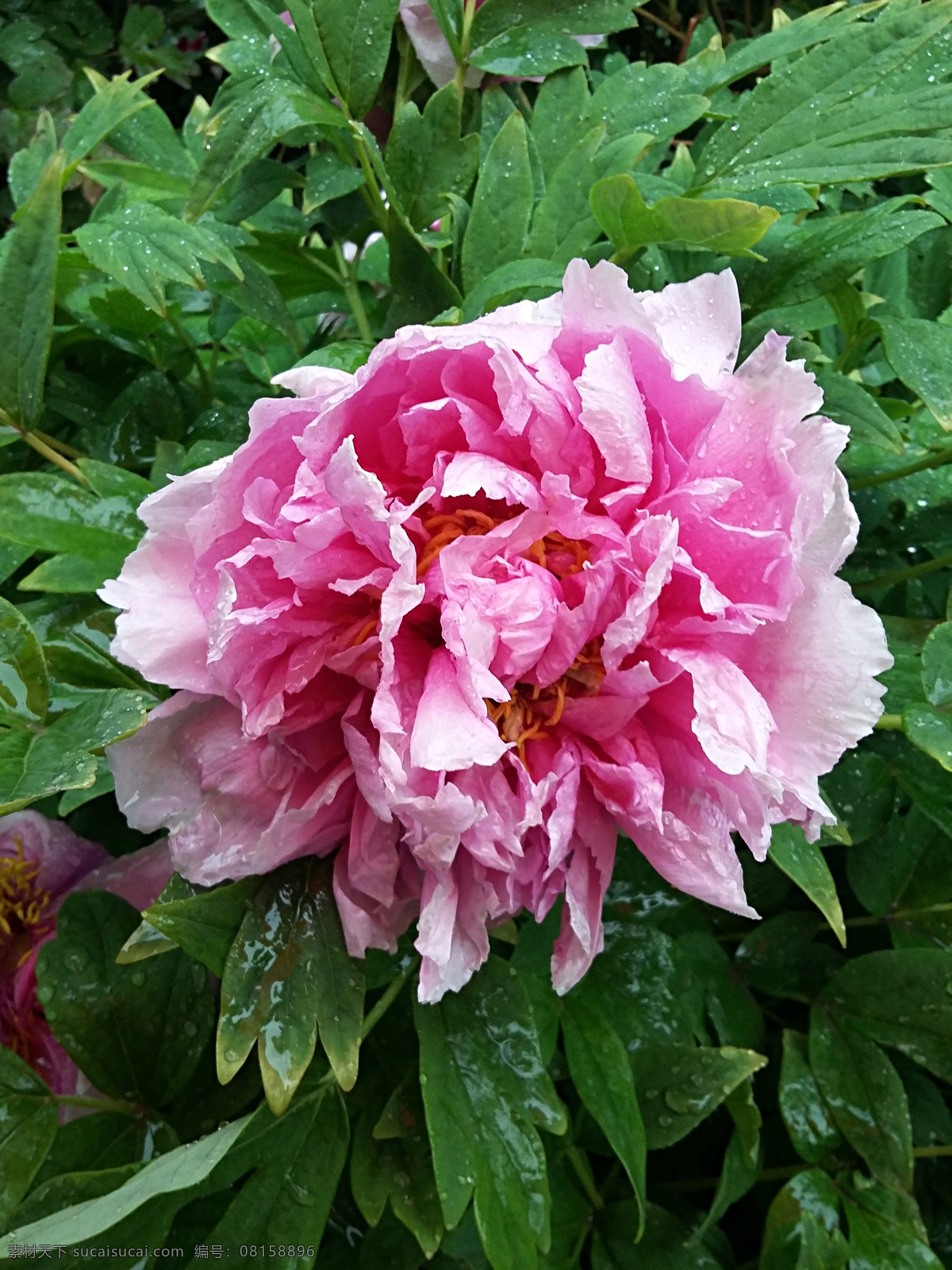 牡丹 红牡丹 粉牡丹 春天的花 植物 红花 娇艳 花草 生物世界 盆景 花展 花姿 鲜花 花语 绽放 水珠 雨后牡丹 雨后鲜花 雨后花朵 花香 国花 花中之王 花魁 美艳 花开富贵 花卉 美丽的花 牡丹花 富贵牡丹 国色天香