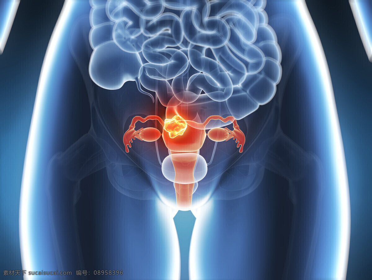 卵巢 器官 女性器官 生殖器官 人体器官 医学图片 医疗护理 现代科技