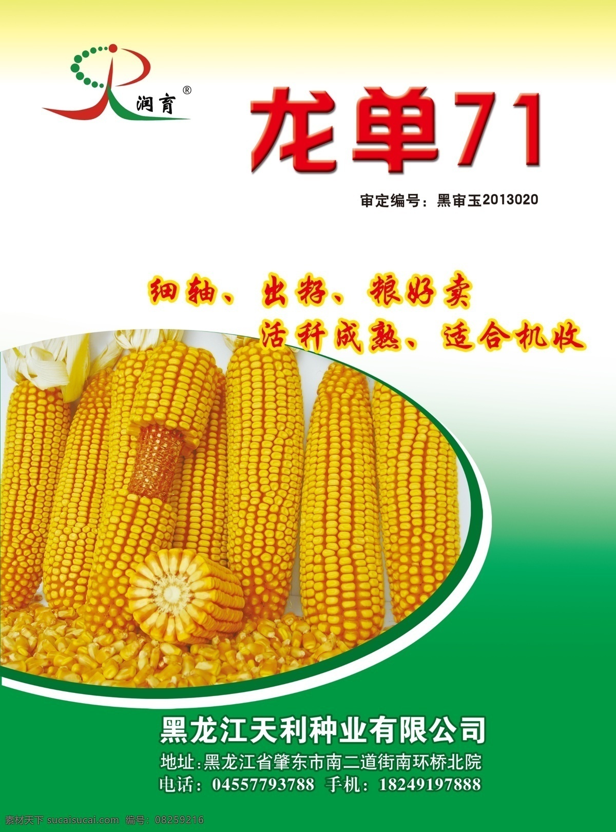 种子宣传单 玉米 单页 玉米种子 种子宣传广告
