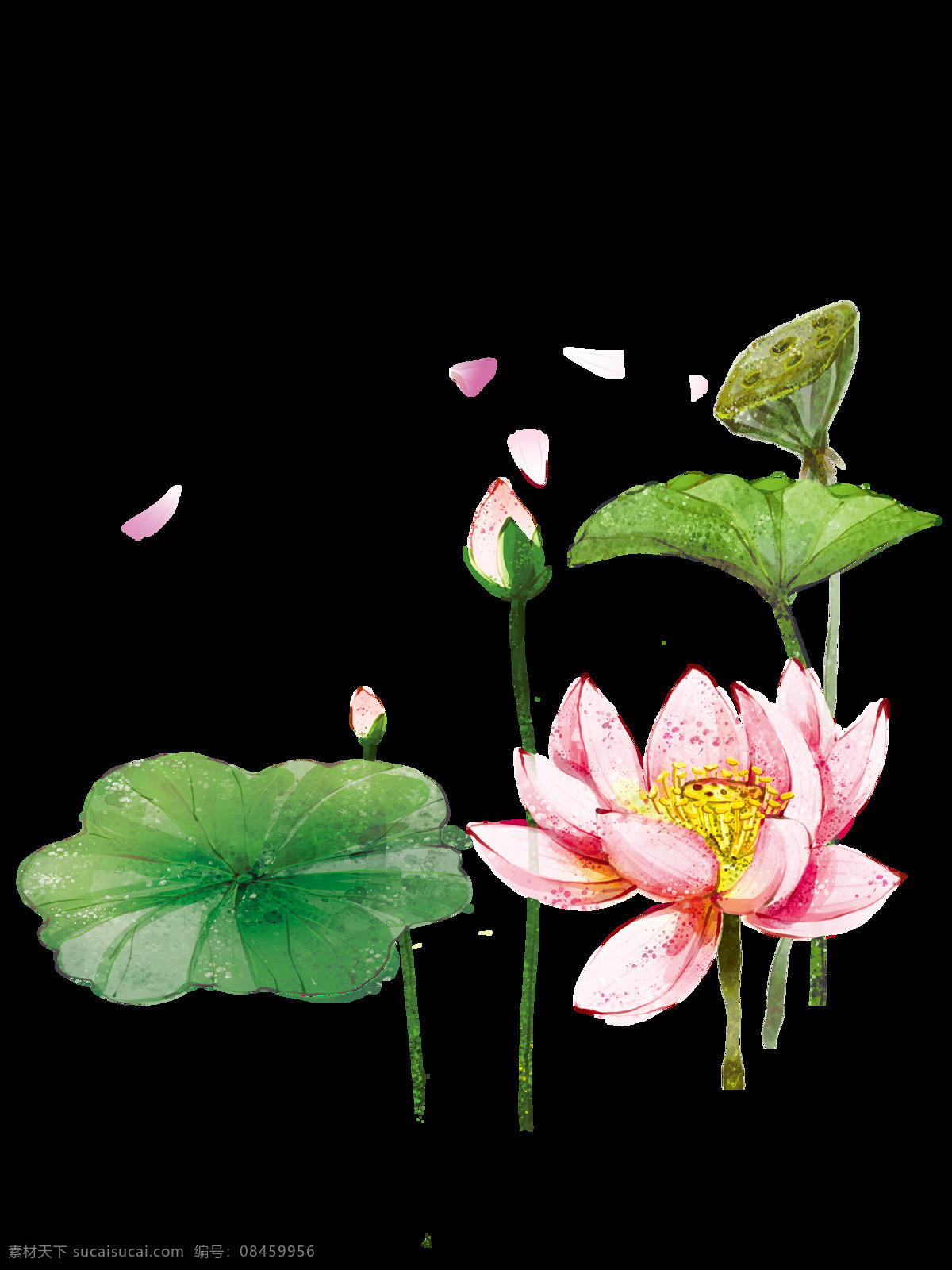 立 绘 手绘 荷花 荷叶 莲花 水彩画 绿叶 粉色 荷塘 漂亮的荷花 立绘 古风
