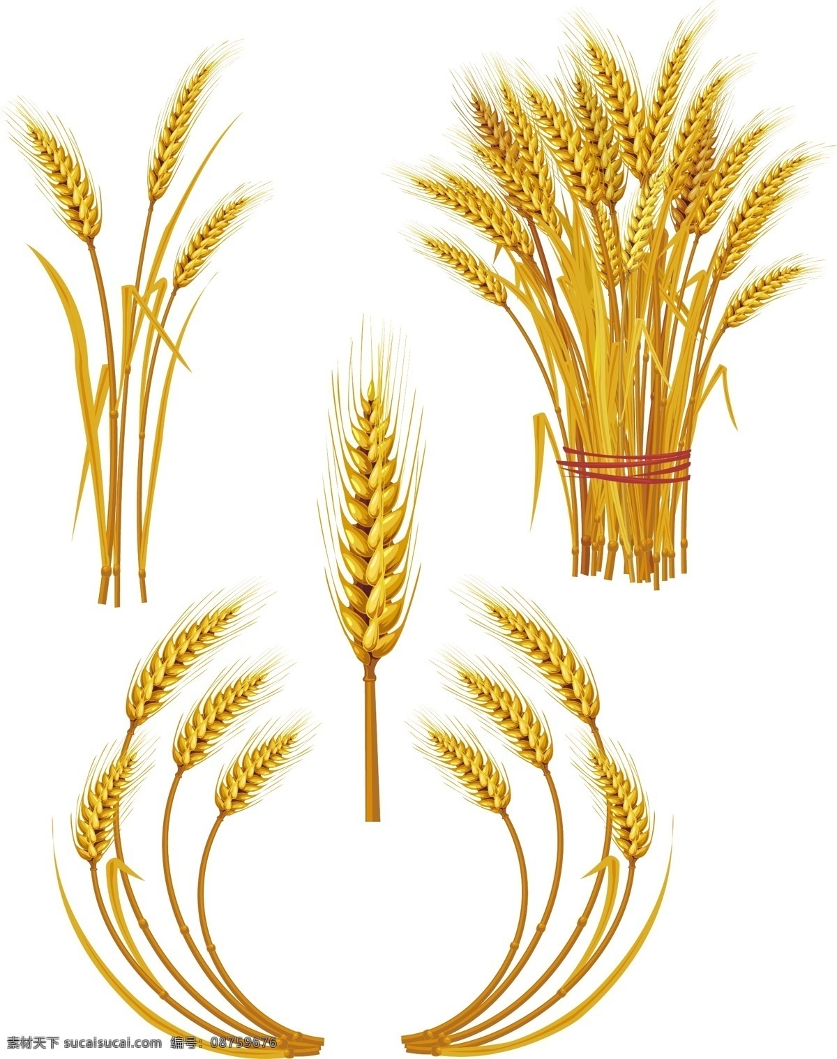 麦穗矢量素材 麦穗 小麦 稻穗 水稻 金黄 丰收 收获 粮食 农作物 农产品 植物 果实 矢量素材 其他矢量 矢量