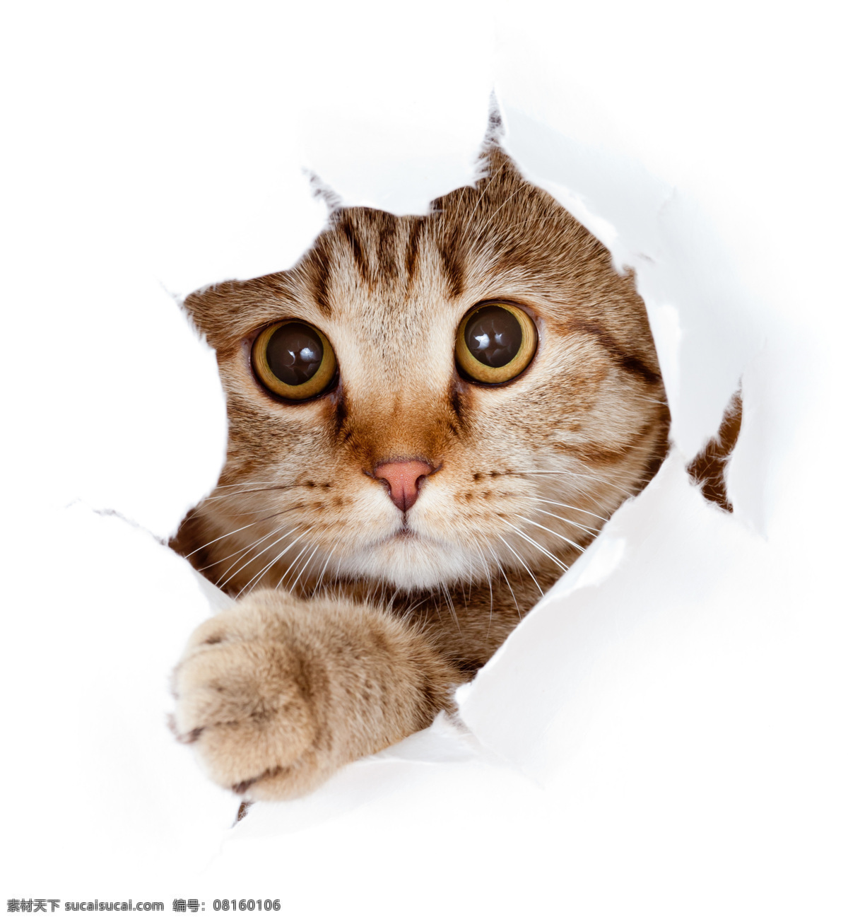 猫咪 破纸 钻破 可爱 猫狗类 生物世界 家禽家畜
