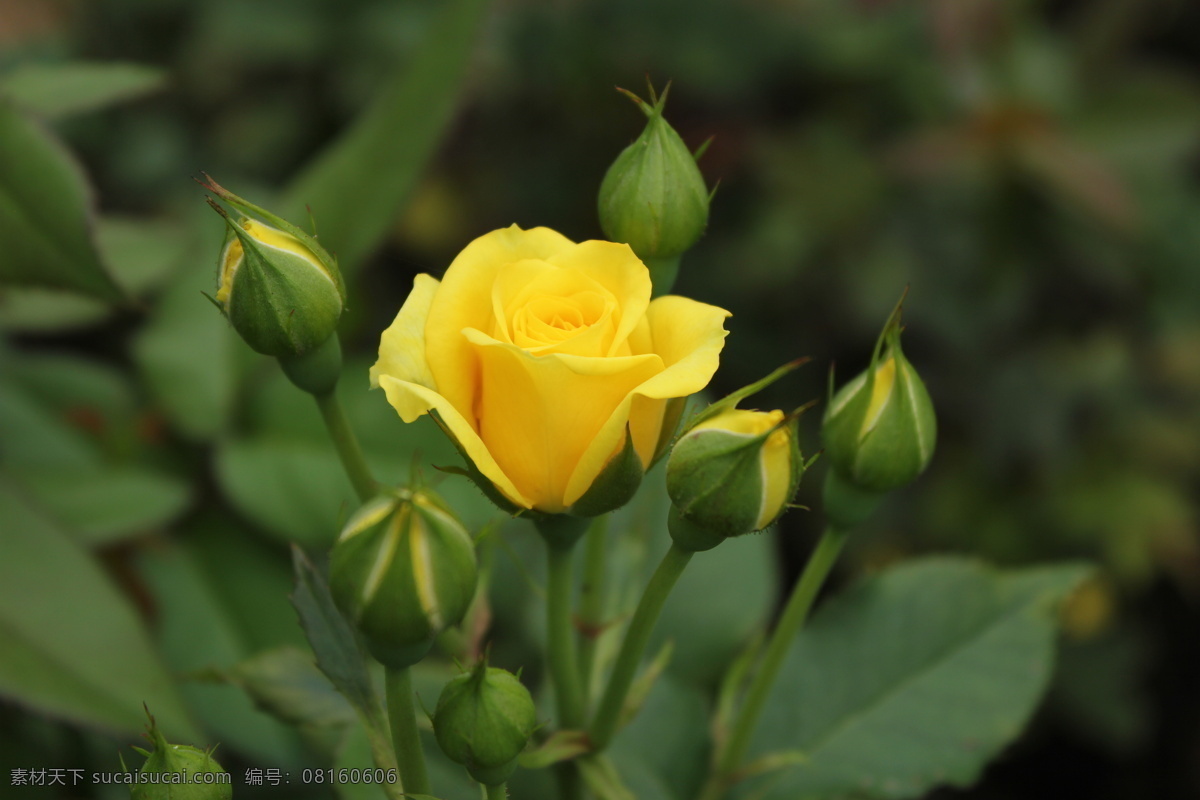 月季 春天 花草 花卉 绿叶 生物世界 植物 psd源文件