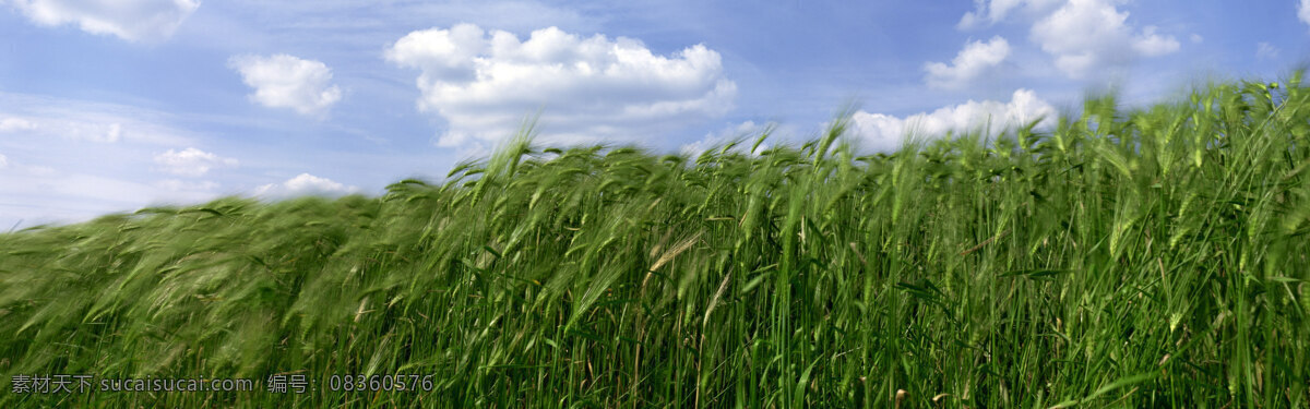 风吹 麦田 花 花的世界 花海 郊野 宽幅 旷野 蓝天 麦穗 野外 长幅 麦浪