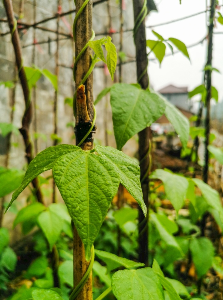 长豇豆 豆子 豇豆 庄稼 蔬菜 菜地 菜园 生物世界