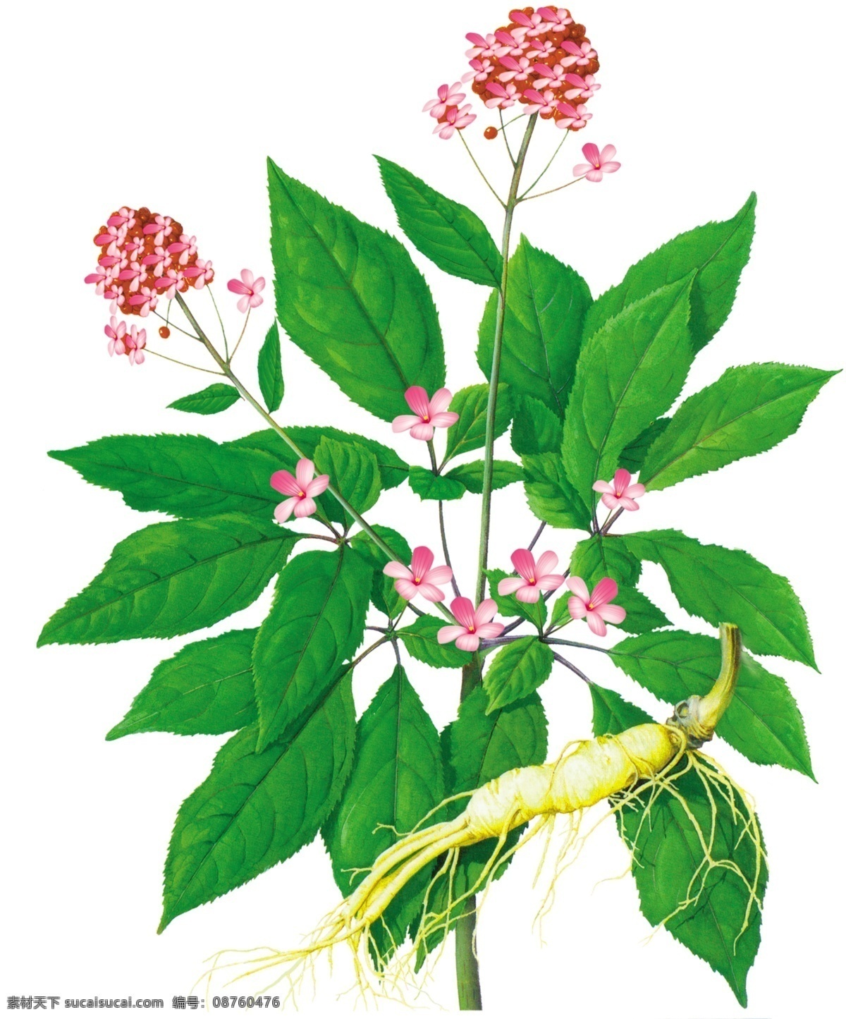 人参花 人参 花 植物 分层 源文件