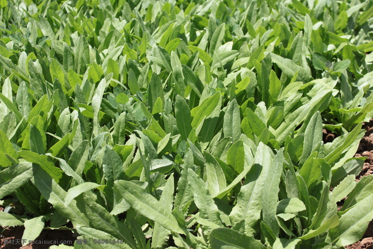 油麦 菜 绿色 青色 生态 生物世界 蔬菜 有机食品 自然 油麦菜 风景 生活 旅游餐饮