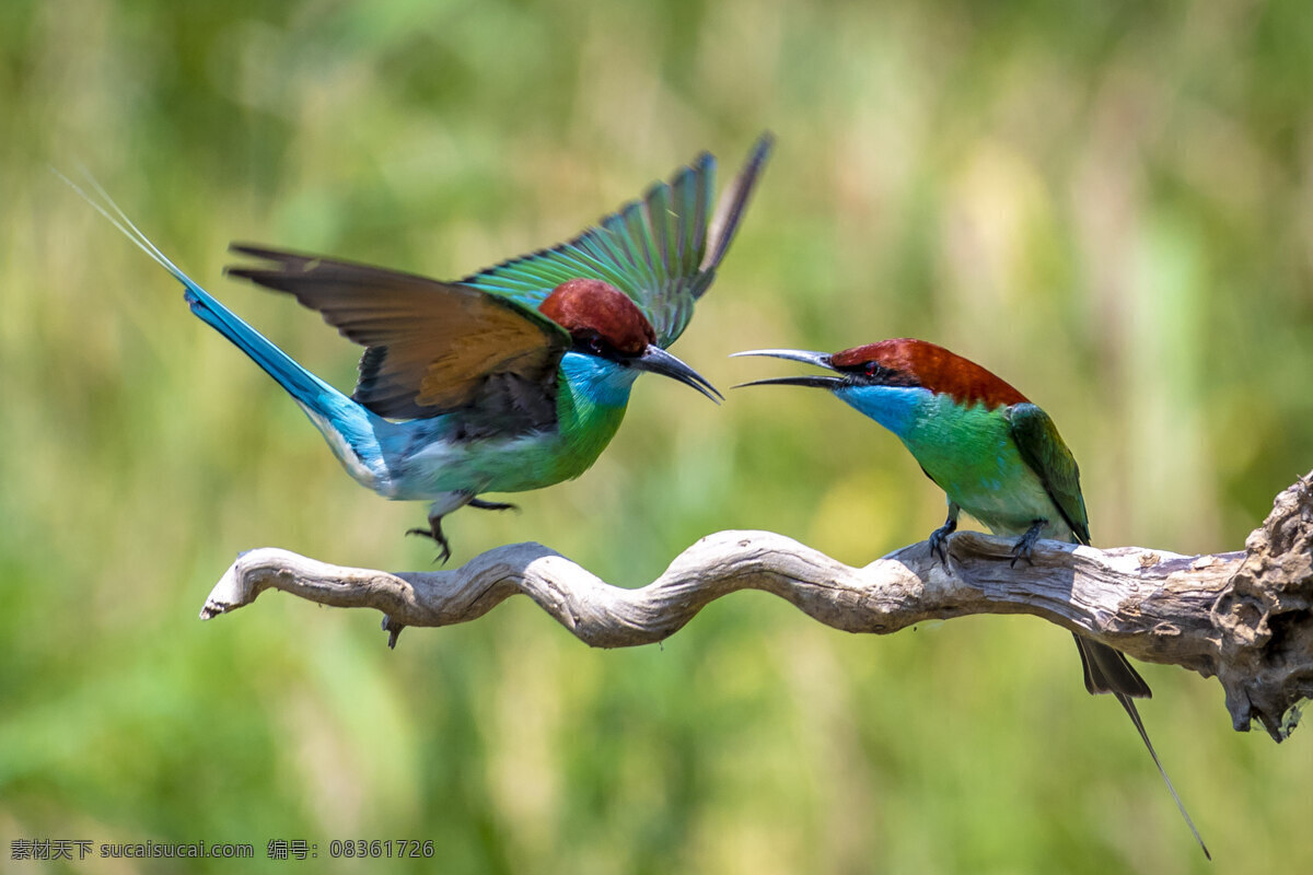 蓝喉蜂虎鸟 小鸟 飞鸟 保护鸟类 益鸟 鸟类 生物世界