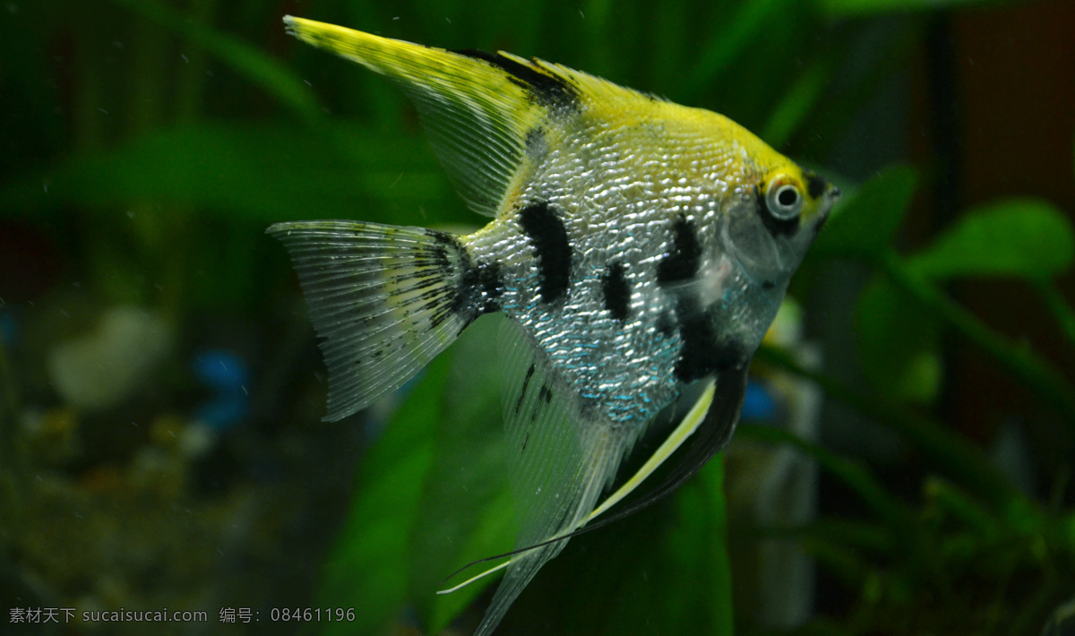 燕鱼 海洋鱼 生物世界 鱼类 埃及神仙鱼