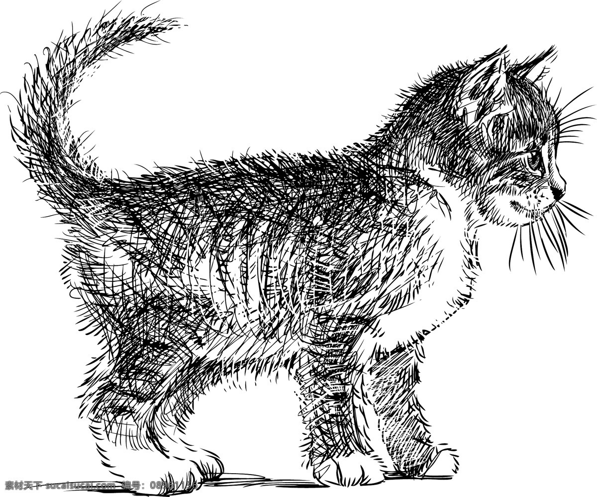 手绘 猫咪 矢量 小猫 猫 动物 宠物 家畜 线描 素描 卡通 插画 背景 海报 画册 矢量动物 生物世界 家禽家畜 白色