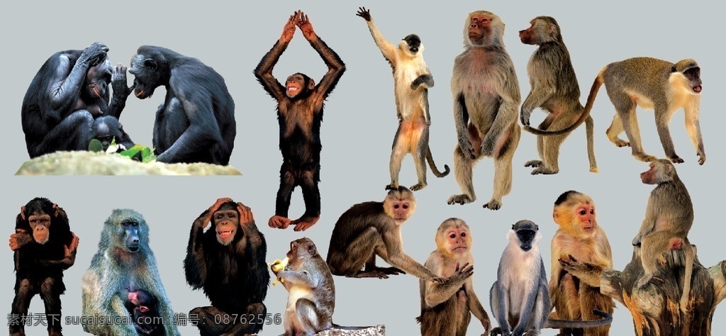 猩猩 袁 各种 类型 红猩猩 黑猩猩 山地猩猩 银 背 山地 大猩猩 各种动物 分层 源文件