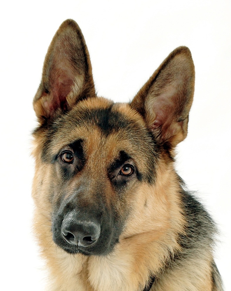 德国牧羊犬 德牧 黑背 狼狗 军犬 名犬 家禽家畜 生物世界