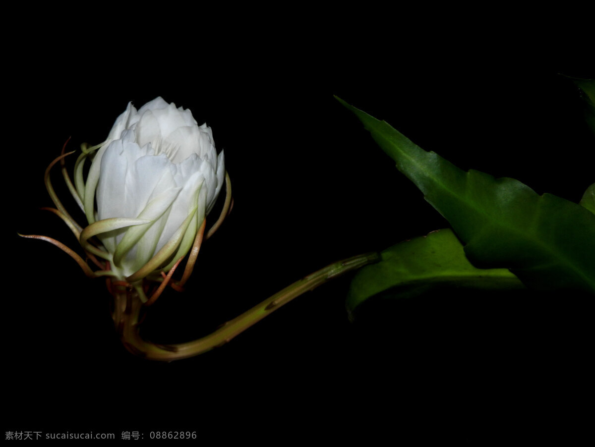 昙花 花卉 摄影图片 生物世界 花草