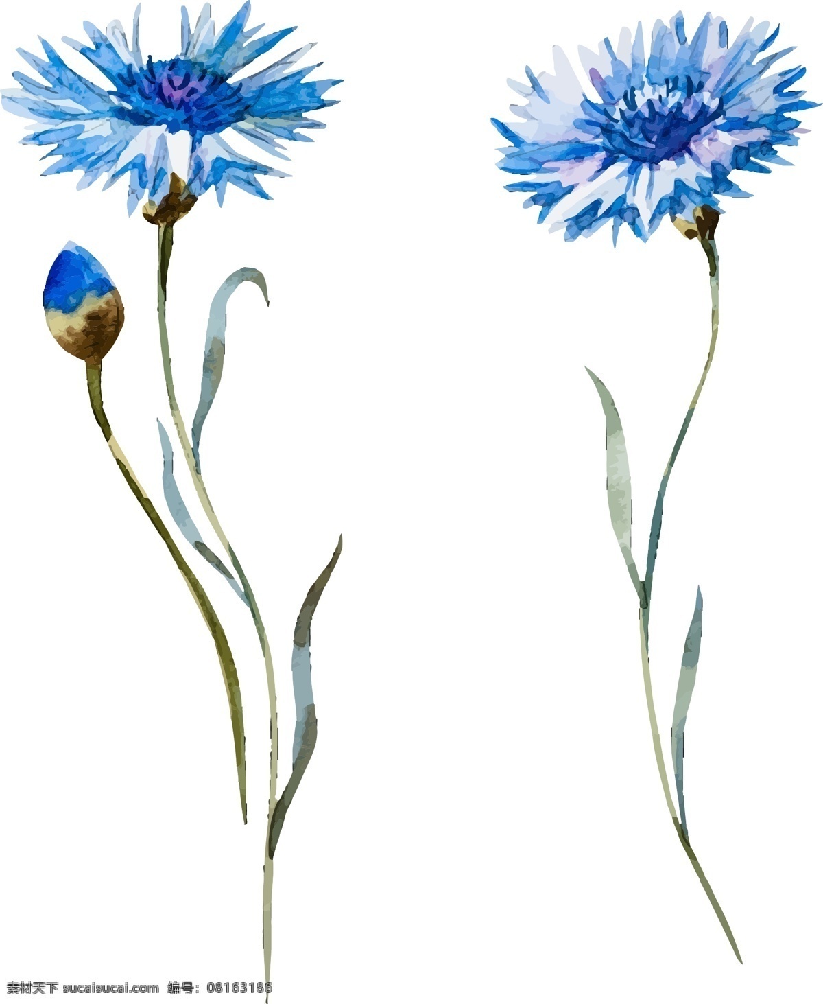 水彩 束 野花 eps格式 poppy 罂粟 花 蓝色 叶子 绿色叶子 手绘 罂粟花 野花素材 水彩素材