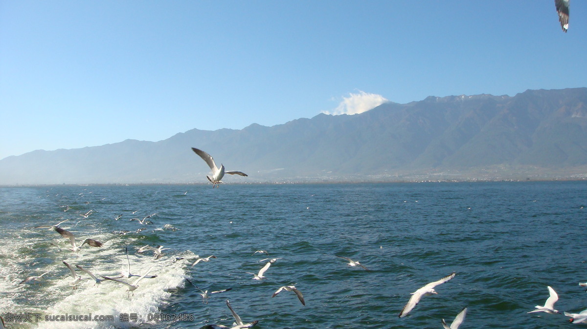 海鸥 大海 浪花 蔚蓝的海水 鸟类 生物世界