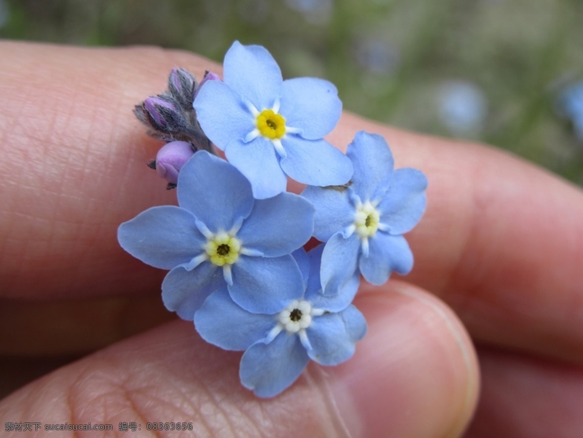 蓝色植物意境 手 蓝色 花朵 花瓣唯美 灰色