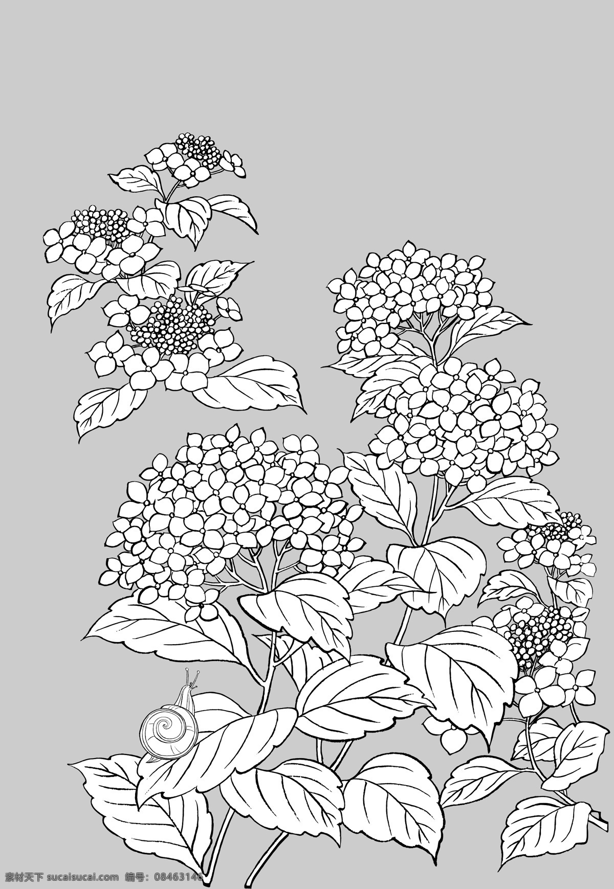 紫阳 花 蜗牛 线描 植物 花卉 矢量 植物矢量素材 日本 紫阳花